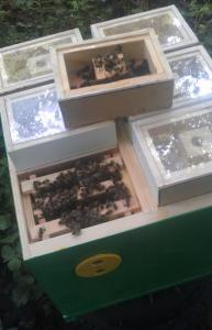 Nuclee crestere si nuclee imperechere matci